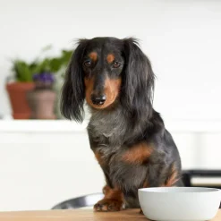 District 70 Bamboo Hond Voerbak - M - Merengue Discount