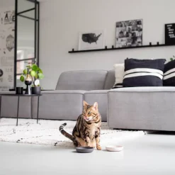 District 70 Bamboo Voerbak Kat Merengue Discount