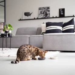 District 70 Bamboo Voerbak Kat Merengue Discount