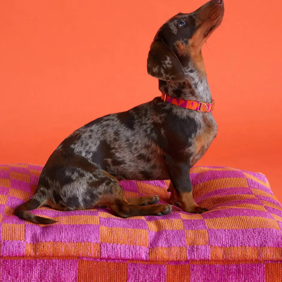 Dogguo Hondenkussen Jacquard Blok Patroon Oranje En Magenta Maat L Hot