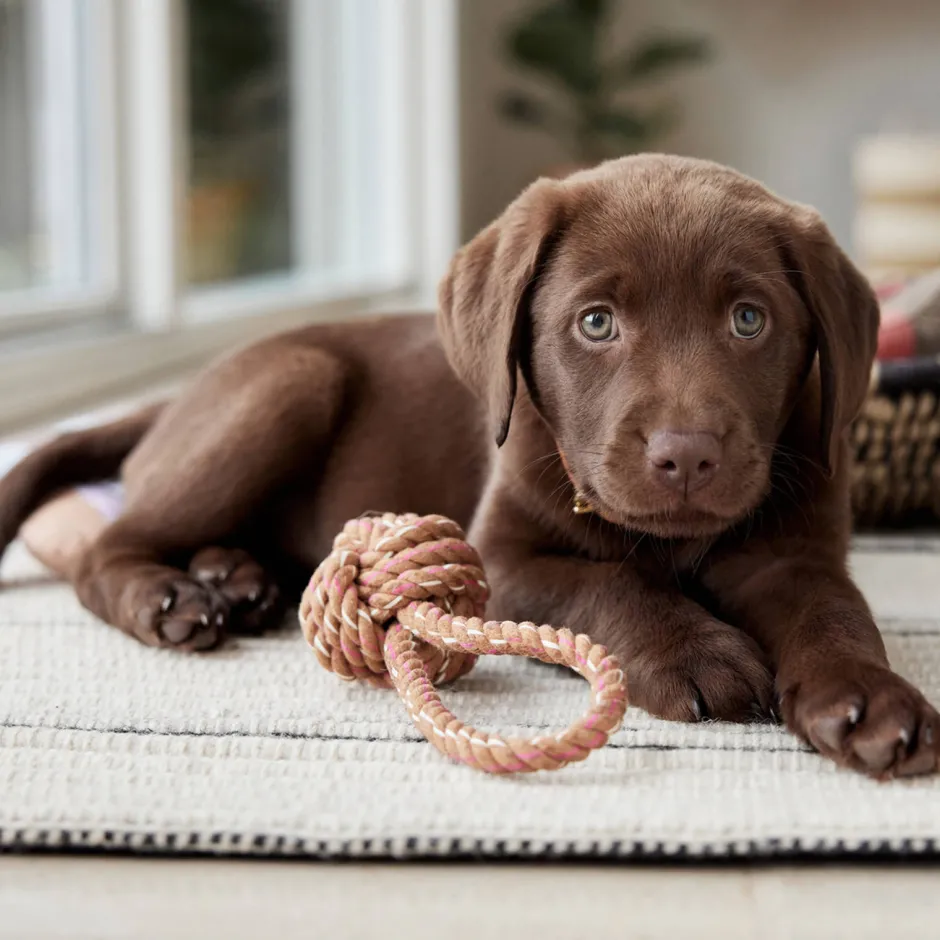 OYOY ZOO Hondenspeeltje Otto (22 Cm) Best